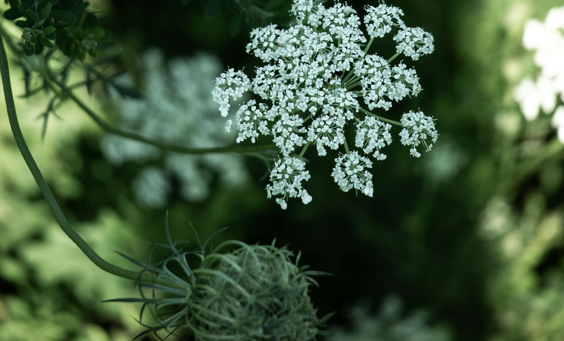 אנג'ליקה סינית  Angelica sinensis