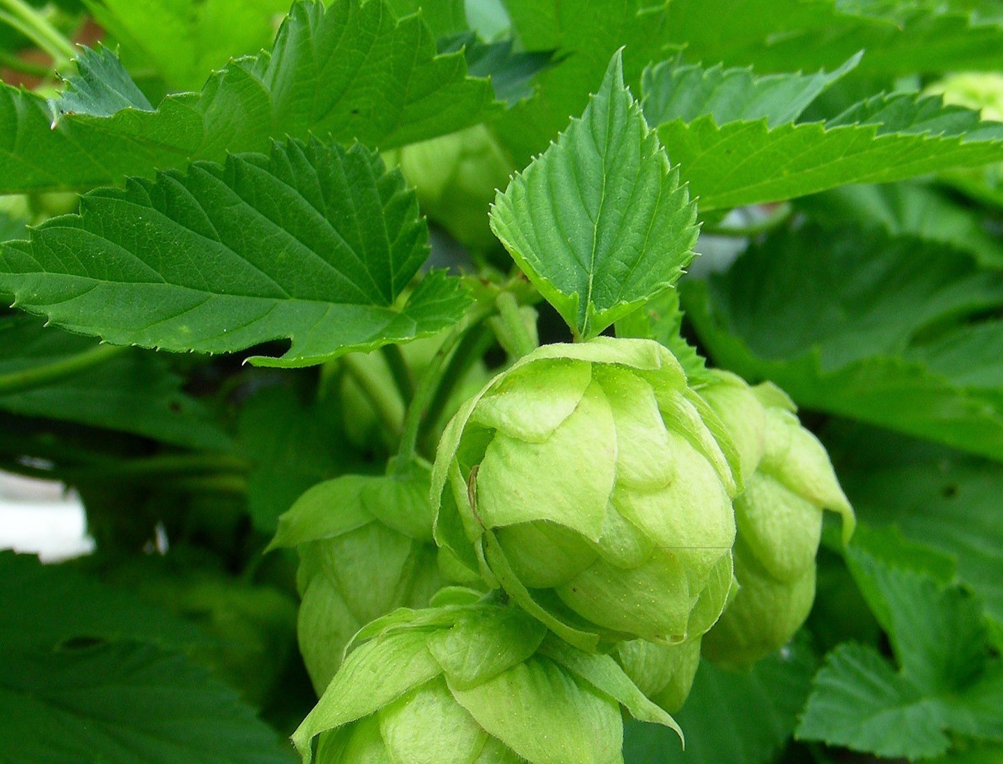 כשותונית Humulus