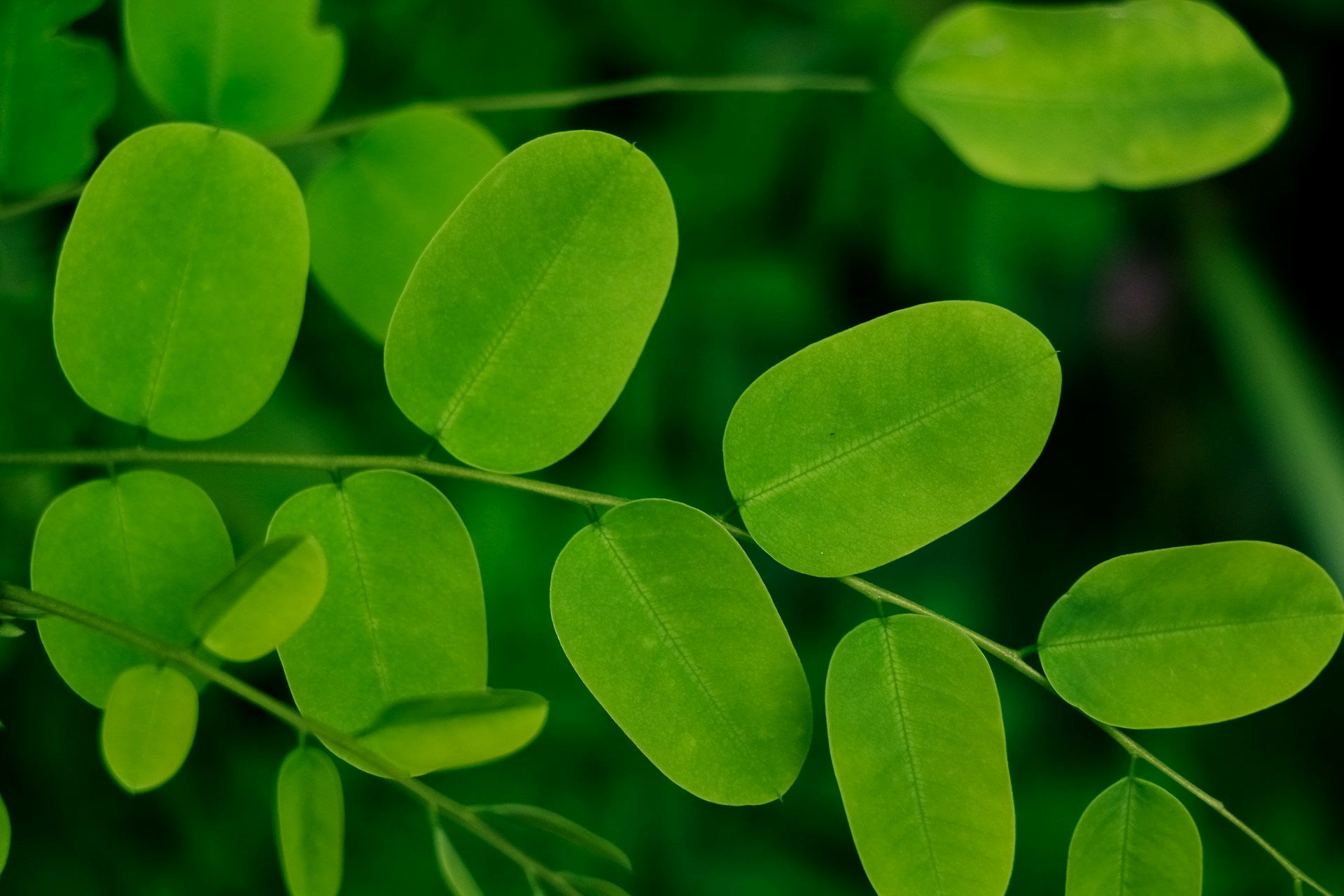 מורינגה  Moringa oleifera