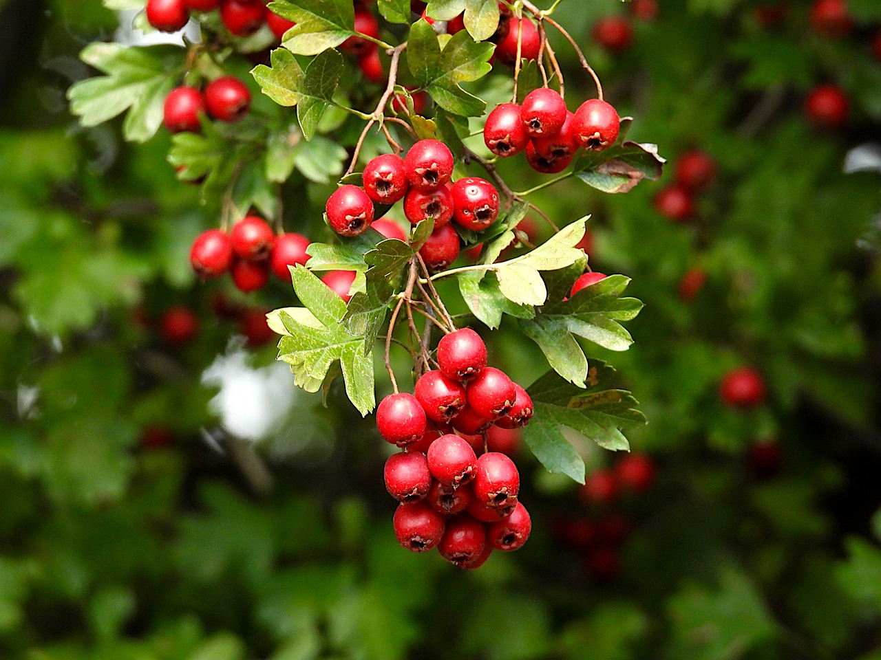 עוזרר  Crataegus