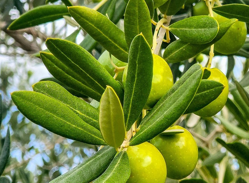 עלי זית  Olea europea