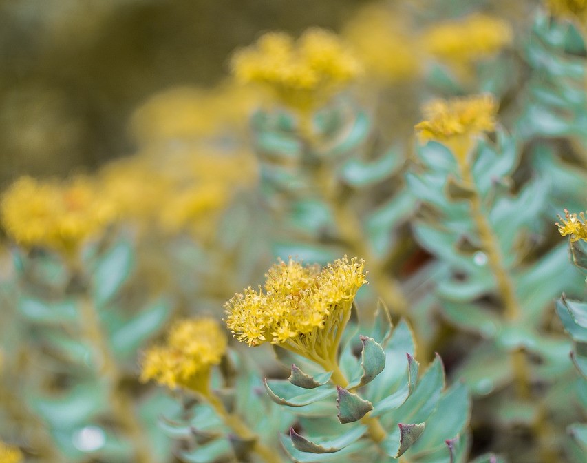 רודיולה  Rhodiola rosea