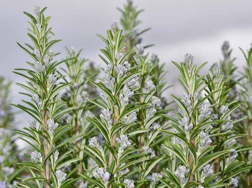 רוזמרין  Rosmarinus officinalis