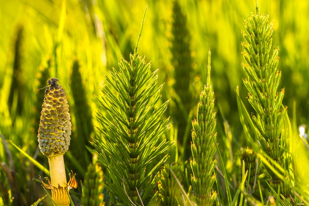 שבטבט   Horsetail