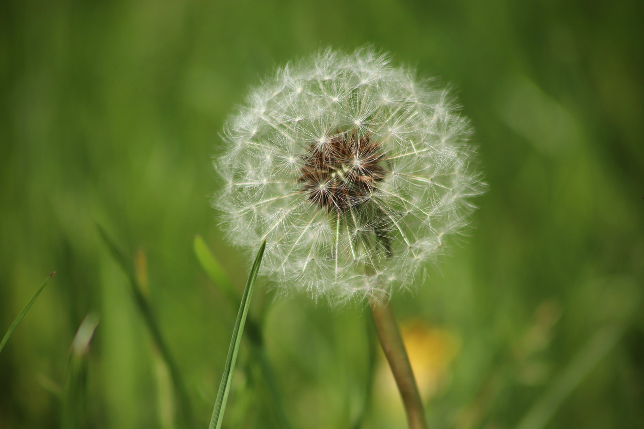 שן ארי  Taraxacum